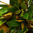 Southern Magnolia - Foliage