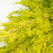 Honey Myrtle Revolution Gold - Foliage