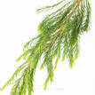 Honey Myrtle Snowflake - Foliage