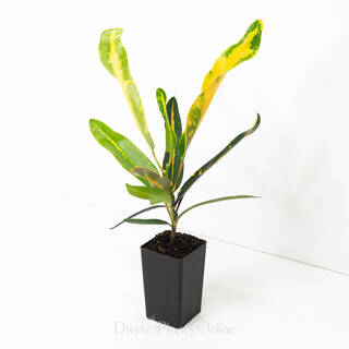 Codiaeum variegatum 'Mammy'