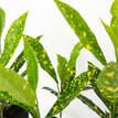 Codiaeum Gold Dust