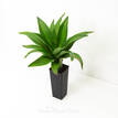 Dracaena Massangeana 'Happy Plant'