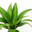 Dracaena Massangeana 'Happy Plant'