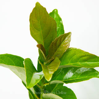 Viburnum Emerald Lustre - Foliage