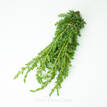 Shore Juniper - Foliage