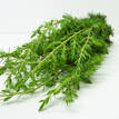 Shore Juniper - Foliage