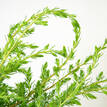 Shore Juniper - Foliage