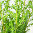 Shore Juniper - Foliage