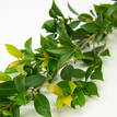 Bush Christmas Lilly Pilly - Foliage