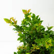 Bush Christmas Lilly Pilly - Foliage