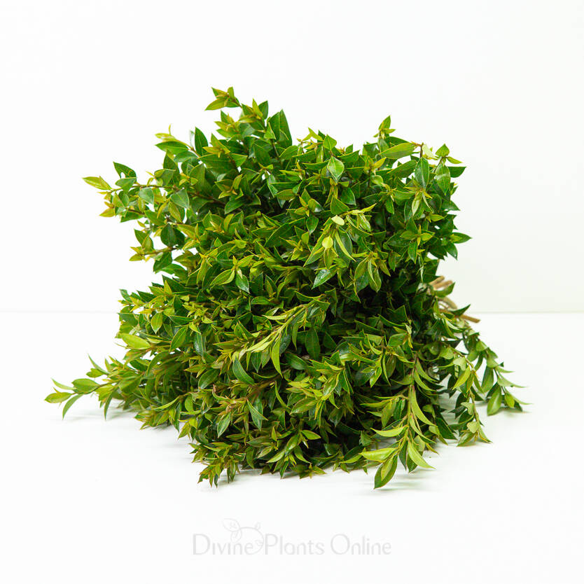 Aussie Compact Lilly Pilly - Foliage