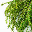 Leaf Flower - Foliage