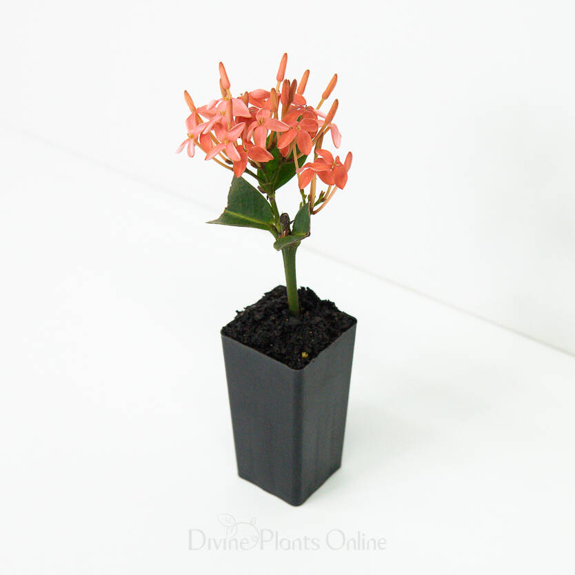 Ixora Pink Malay