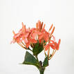 Ixora Pink Malay