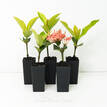 Ixora Pink Malay