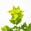 Grey Myrtle - Foliage