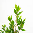 Dwarf Lilly Pilly - Foliage