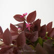 Chinese Fringe Flower - Foliage