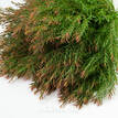 Melaleuca Claret Tops - Foliage