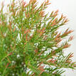 Melaleuca Claret Tops - Foliage