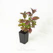 Alternanthera amoena Purple Splash