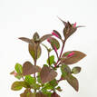 Alternanthera amoena Purple Splash