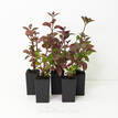 Alternanthera amoena Purple Splash