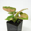 Syngonium Red Tropicana