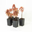 Acalypha wilkesiana Firestorm