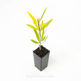 Callistemon Purple Splendens