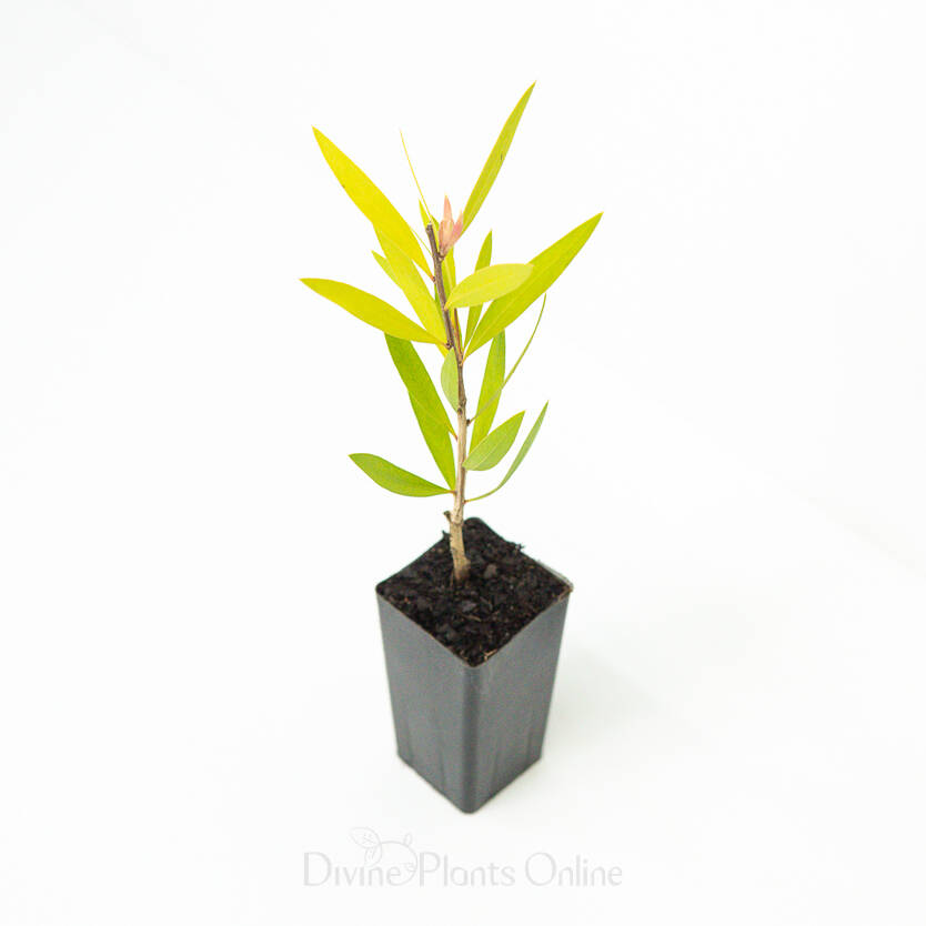 Callistemon Purple Splendens