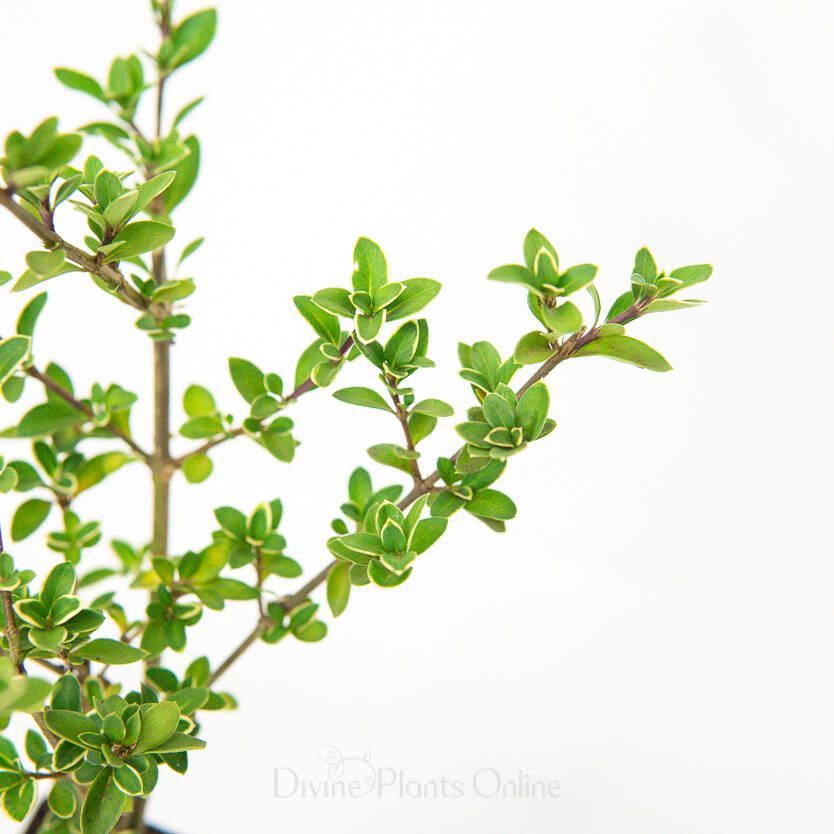 Serissa foetida Snow Leaves White