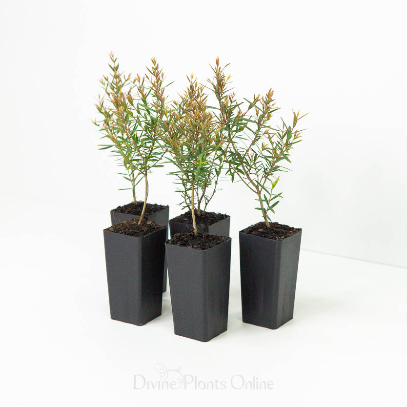 Melaleuca linariifolia Claret Tops