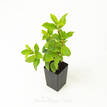 Viburnum tinus