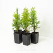 Thuja Smaragd