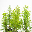 Thuja Smaragd