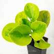 Peperomia Lemon and Lime