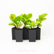 Peperomia Lemon and Lime