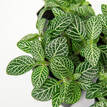 Fittonia White Skeleton