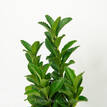 Euonymus japonica 'Green Rocket'