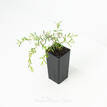 Leptospermum flavescens Cardwell