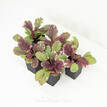 Ajuga reptans Burgundy Lace Variegated