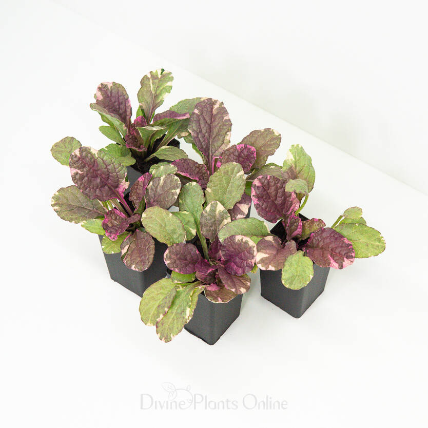 Ajuga reptans Burgundy Lace Variegated