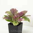 Ajuga reptans Burgundy Lace Variegated