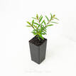 Cuphea hyssopifolia White Compacta