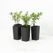 Cuphea hyssopifolia White Compacta