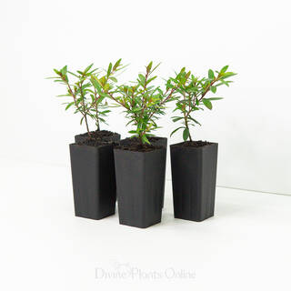 Cuphea hyssopifolia White Compacta