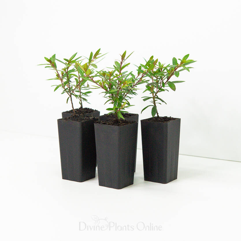 Cuphea hyssopifolia White Compacta