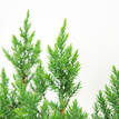 Juniperus chinensis Pyramidalis