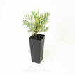 Grevillea Lana Maree